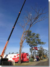 Safe removal of any problem tree...